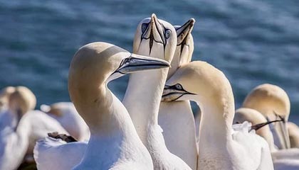 kaiyun.com-赞比亚男篮在非洲预赛中视死如归，迈向梦想的彼岸，赞比亚阵容