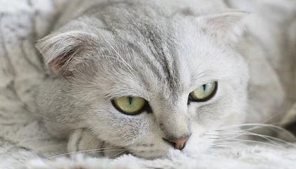 kaiyun.com-赞比亚男篮在非洲预赛中视死如归，迈向梦想的彼岸，赞比亚阵容