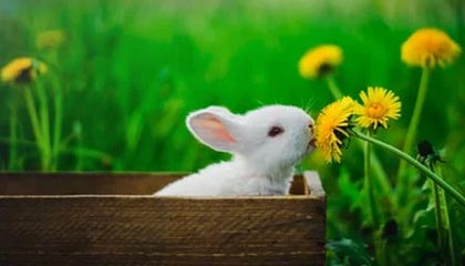 开云中国大陆-摩洛哥队在巴黎奥运会男足比赛中多次通过快速反击得分，摩洛哥男足世界排名