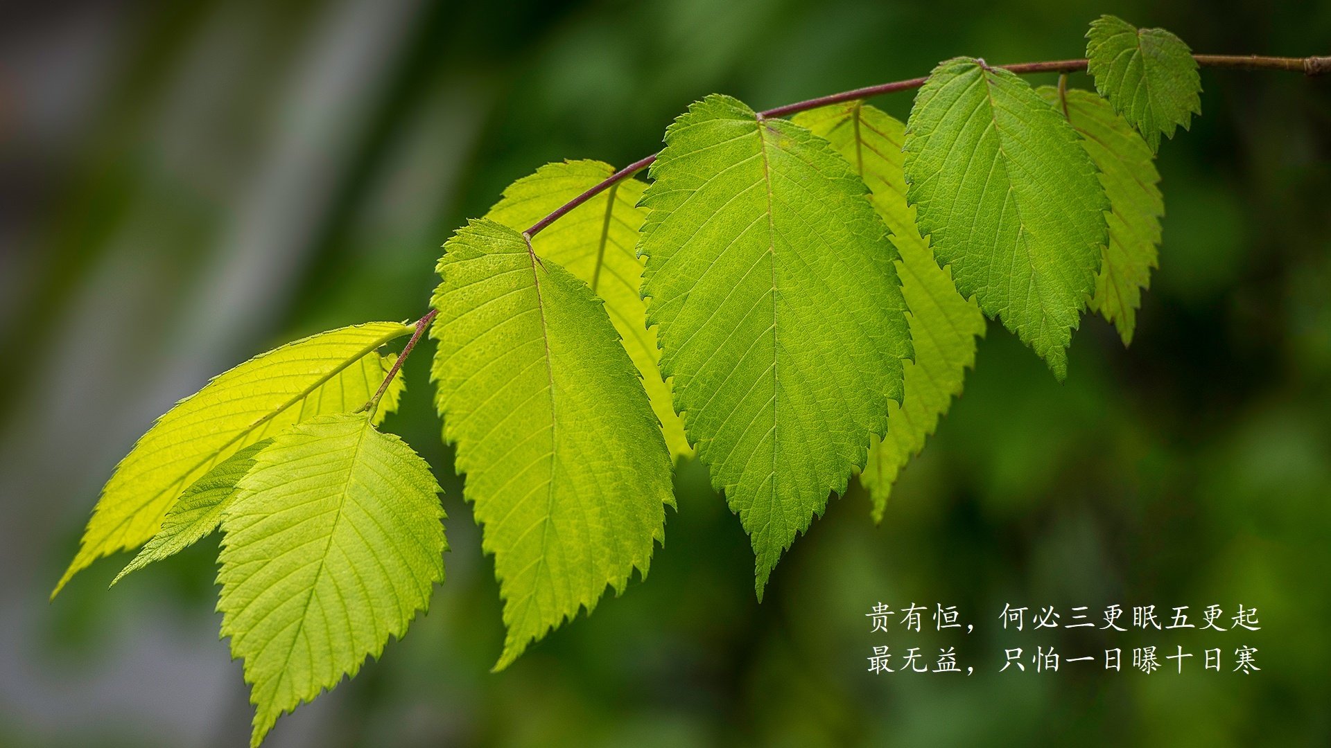 史上最“疯狂”的单场“盖帽集锦”：谁的防守最炸裂？，单挑盖帽球算谁的