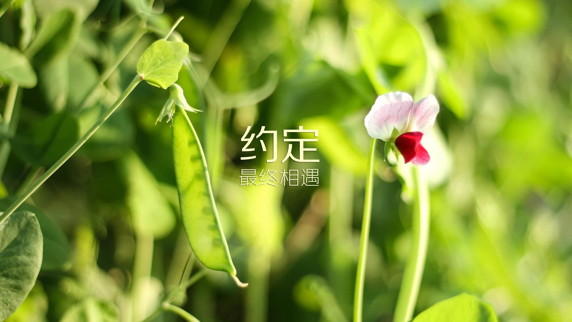 王者荣耀战队运营：如何打造一支成功的KPL战队，王者荣耀战队运营大全