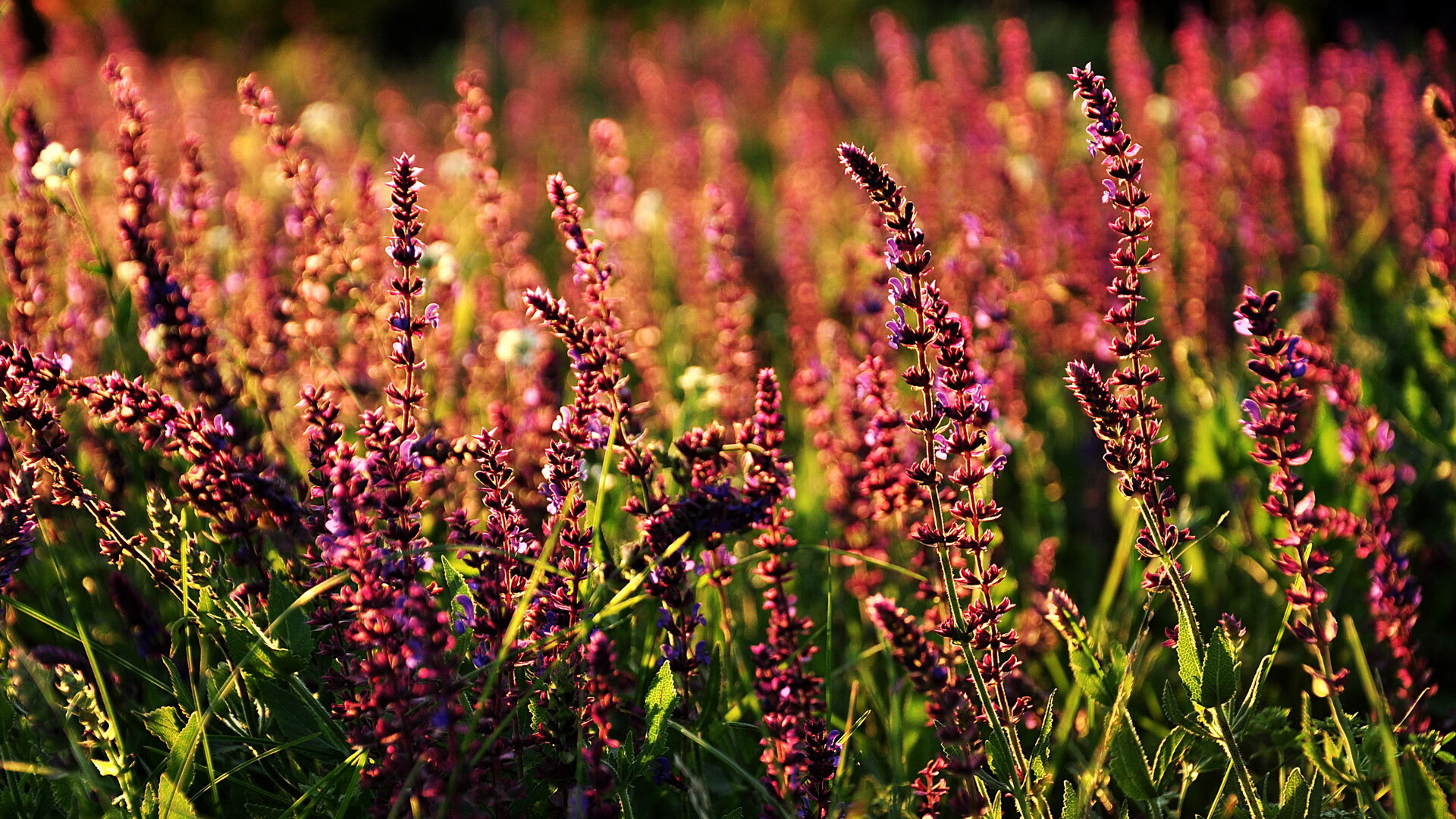 意甲俱乐部薪资帽潜在引入与竞技平衡研究,意甲普通球员工资