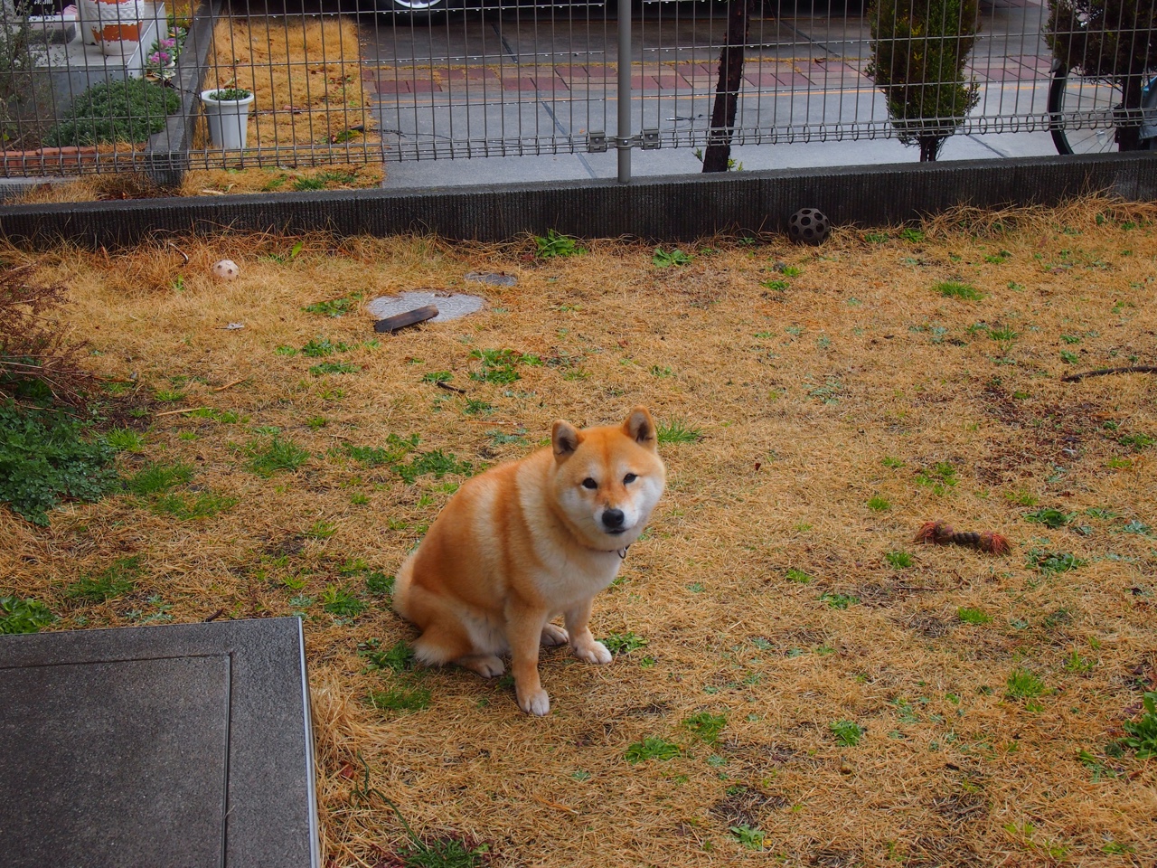 拜仁坐镇主场击败对手,实力仍不可小觑,拜仁站位