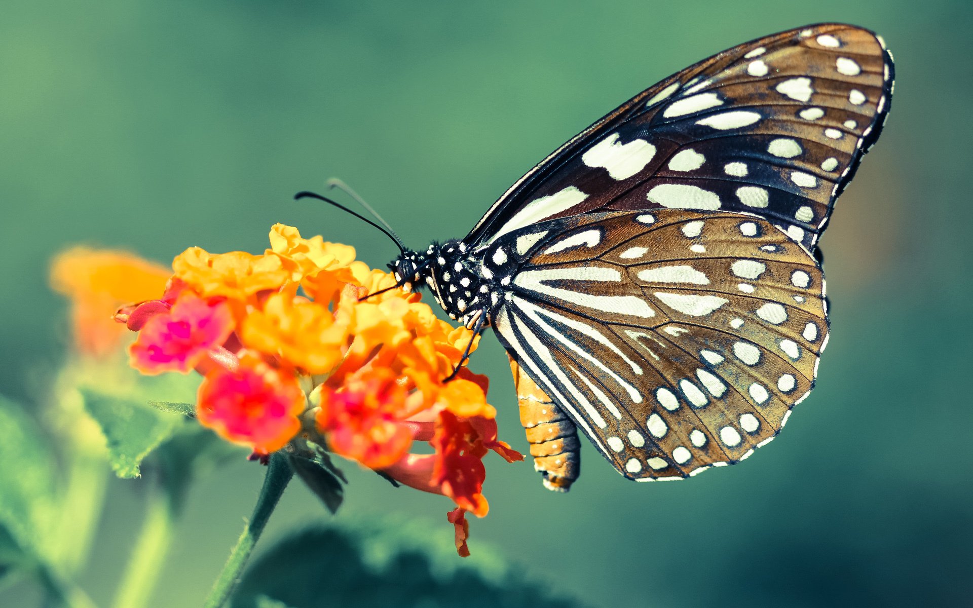 KAIYUNAPP-球员是否通过提前压上控制反击线路形成反包夹