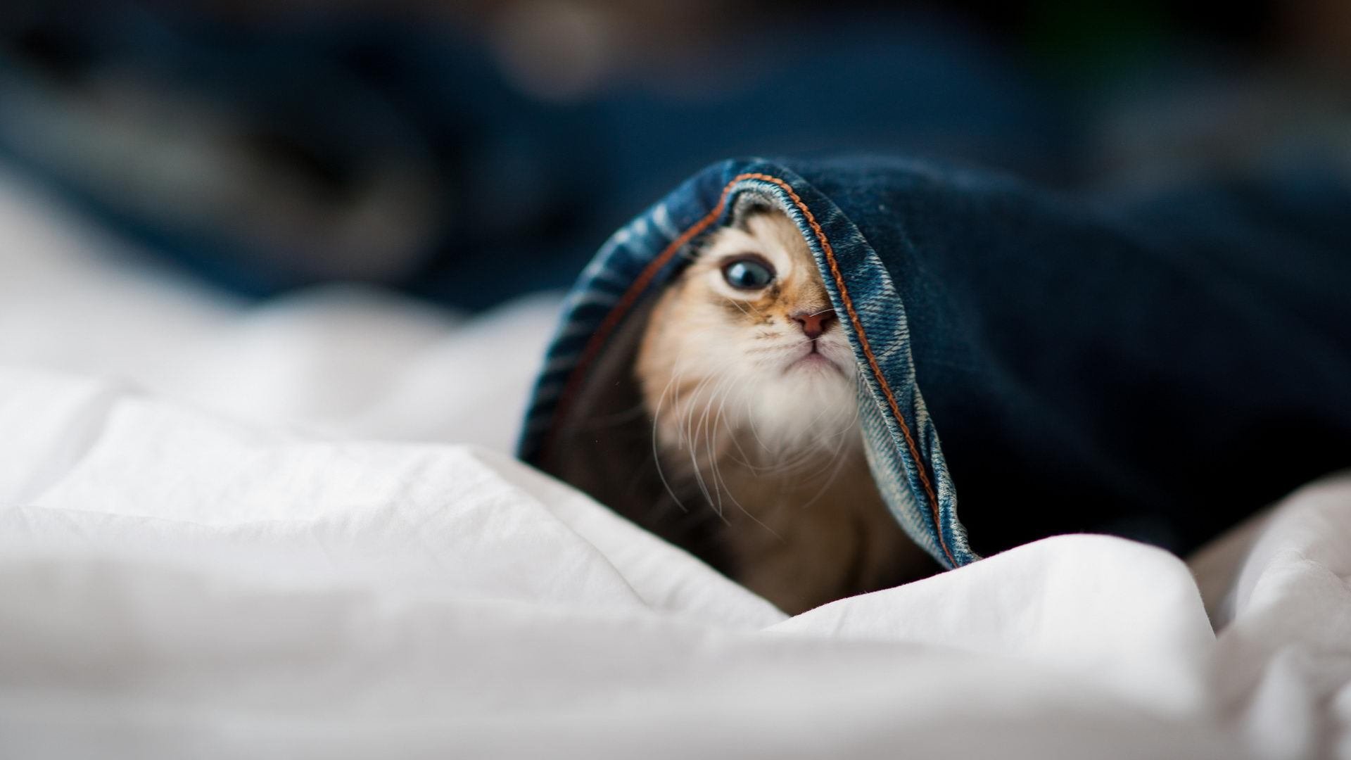 中小学篮球课时设置逐步增加促进校园发展,小学篮球课时计划