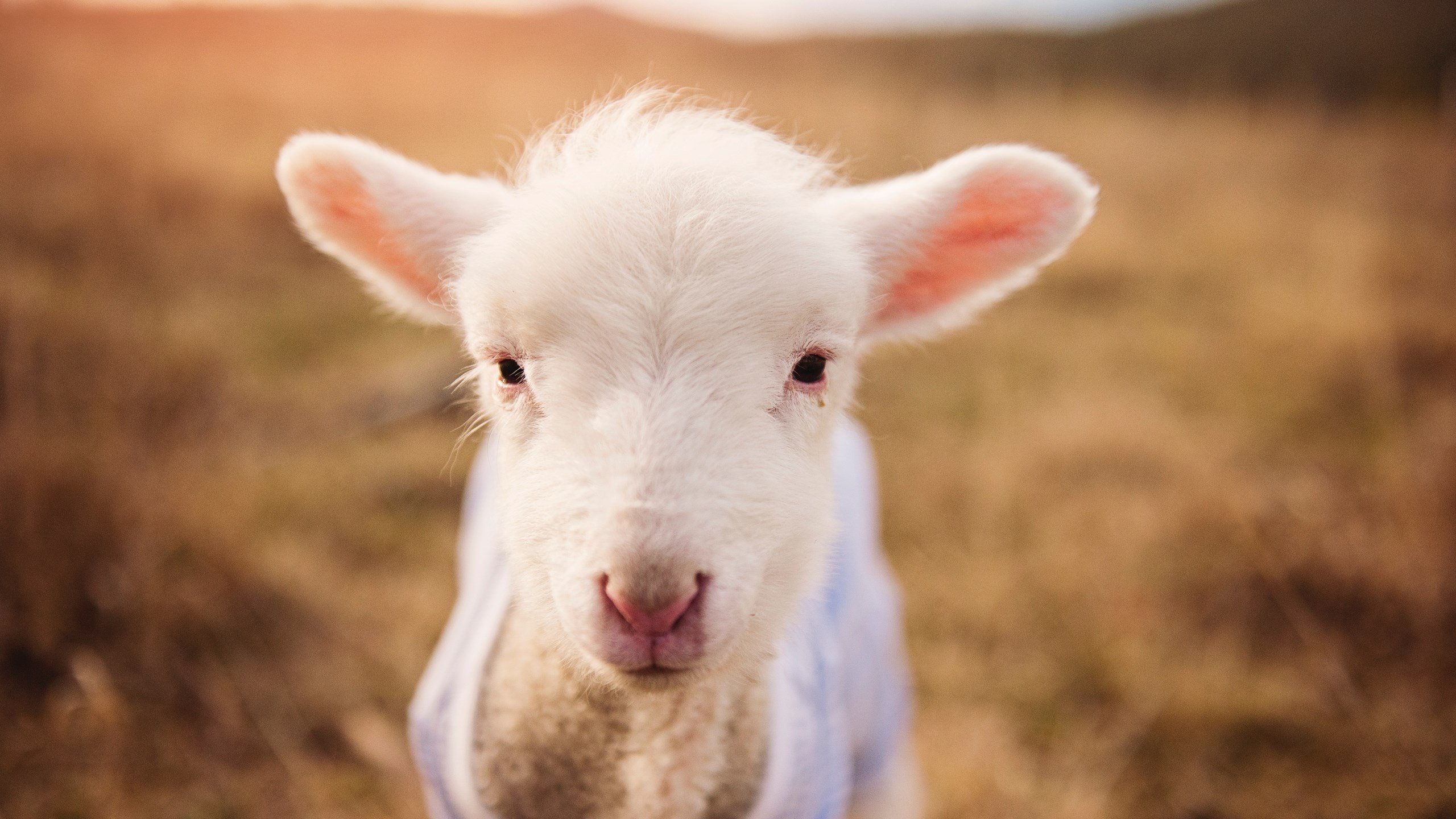 体育新闻中心伤病恢复速报，体育全部新闻