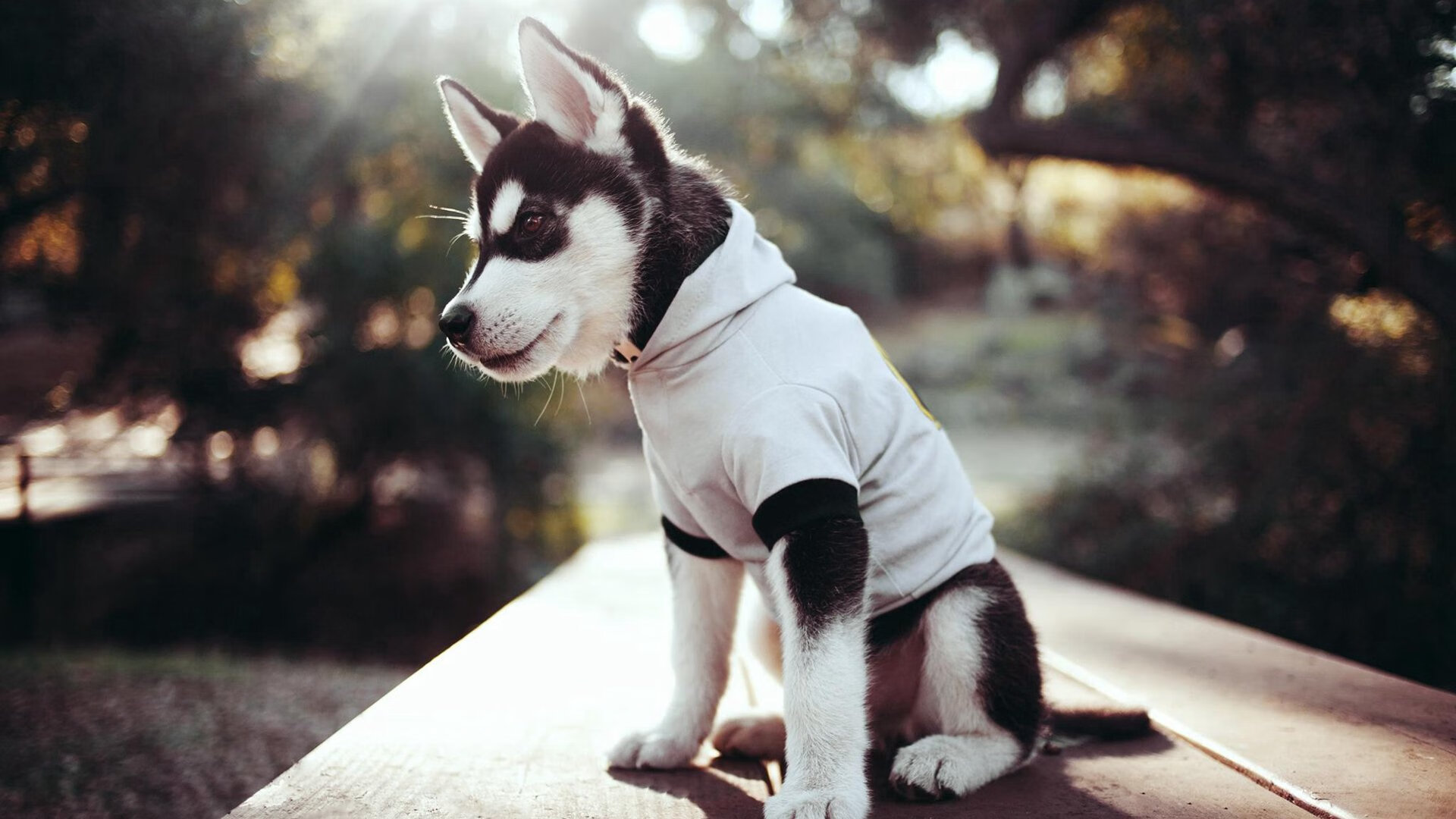 隆戈:以不可阻挡的力量和速度改变全黑队的进攻战略,深圳隆戈尔生态技术有限公司